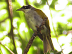 Black-crowned Palm Tanager