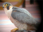 Barbary Falcon