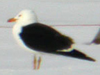 Baltic Gull
