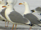'Omissus' Gulls