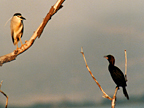 Black-crowned Night Herons and Pygmy Cormorant