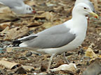 Caspian Gull