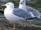 'Scandinavian' Herring Gull