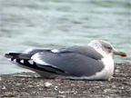 'Scandinavian' Herring Gull