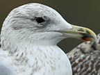 Scandinavian Herring Gull
