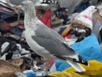 Scandinavian Herring Gull
