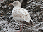 Leucistic Herring Gull