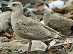 Leucistic or hybrid gull