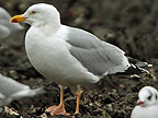 Omissus-type Herring Gull