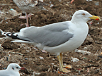 Yellow-legged Herring Gull