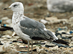 Hybrid gull