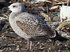 Herring Gull