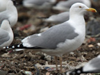 Ommisus-type Herring Gull