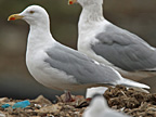 White-winged Herring Gull