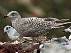 Hybrid Herring Gull