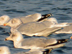 White-winged Gull