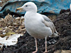 Caspian Gull look-alike