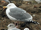 Northern Herring Gull