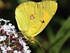 Clouded Yellow sp.