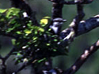 Mauritius Cuckoo Shrike