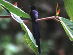 Seychelles Paradise Black Flycatcher