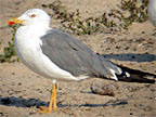 Cantabrican Yellow-legged Gull