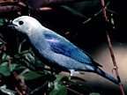 Blue Gray Tanager 