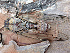 Cicada sp.