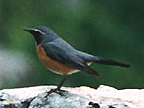 White-throated Robin 